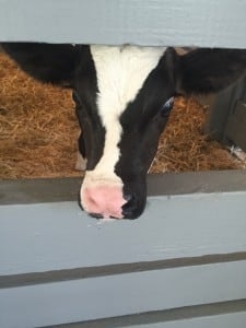 A cow putting its head through the pen