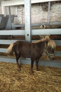 Miniature Horses