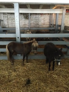 Miniature Horses-2