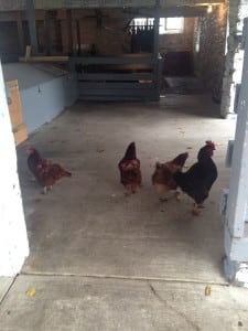 Chickens