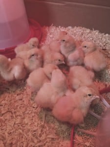 Baby Chicks 1