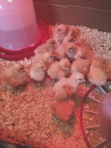 Baby Chicks 2