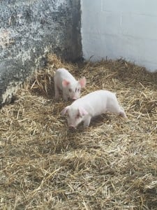 Baby Pigs 2016