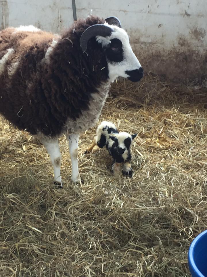 Baby Lamb_Amish Village