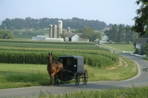 Amish buggy on road