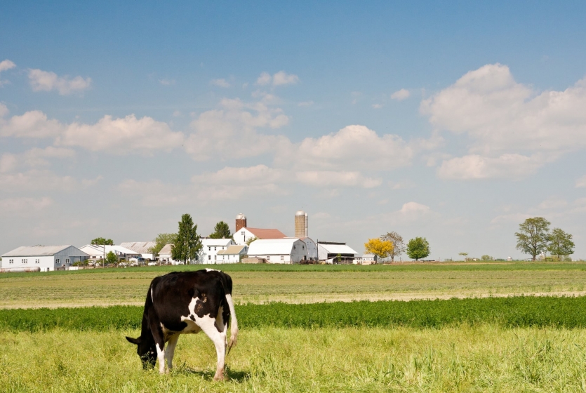 Amish farm with a cow