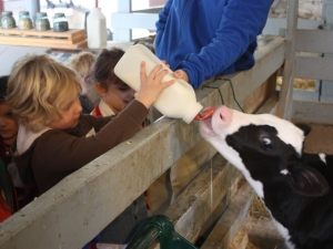 Kid feeding a baby cow