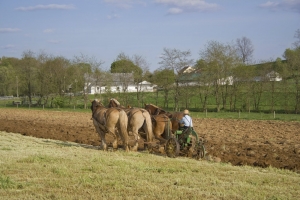 Amish farmer plowing farm