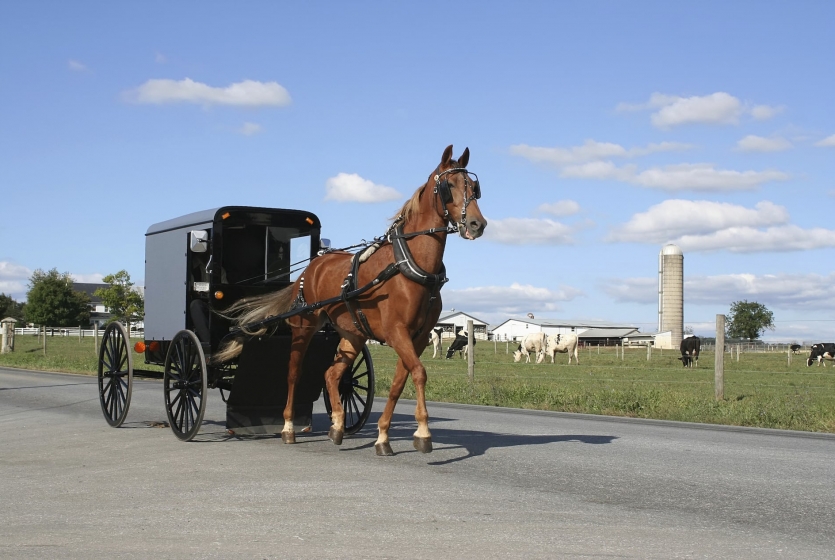 Amish horse and buggy