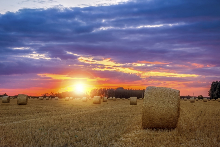 Sunset over a field of hay