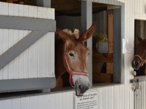 Horse looking out barn door