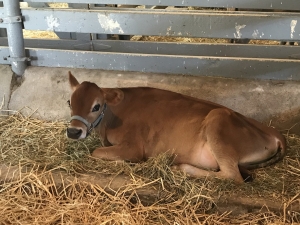 Baby cow resting in Amish Village barn