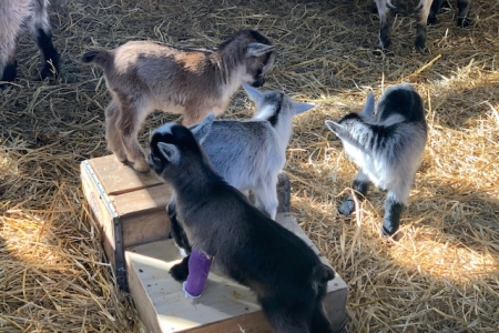 Three baby goats standing on a platform with one dark gray goat with a purple cast. Another baby goat stands next to the platform.