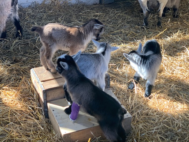 Three baby goats standing on a platform with one dark gray goat with a purple cast. Another baby goat stands next to the platform.