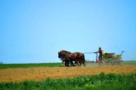 Amish man plowing his field at harvest time