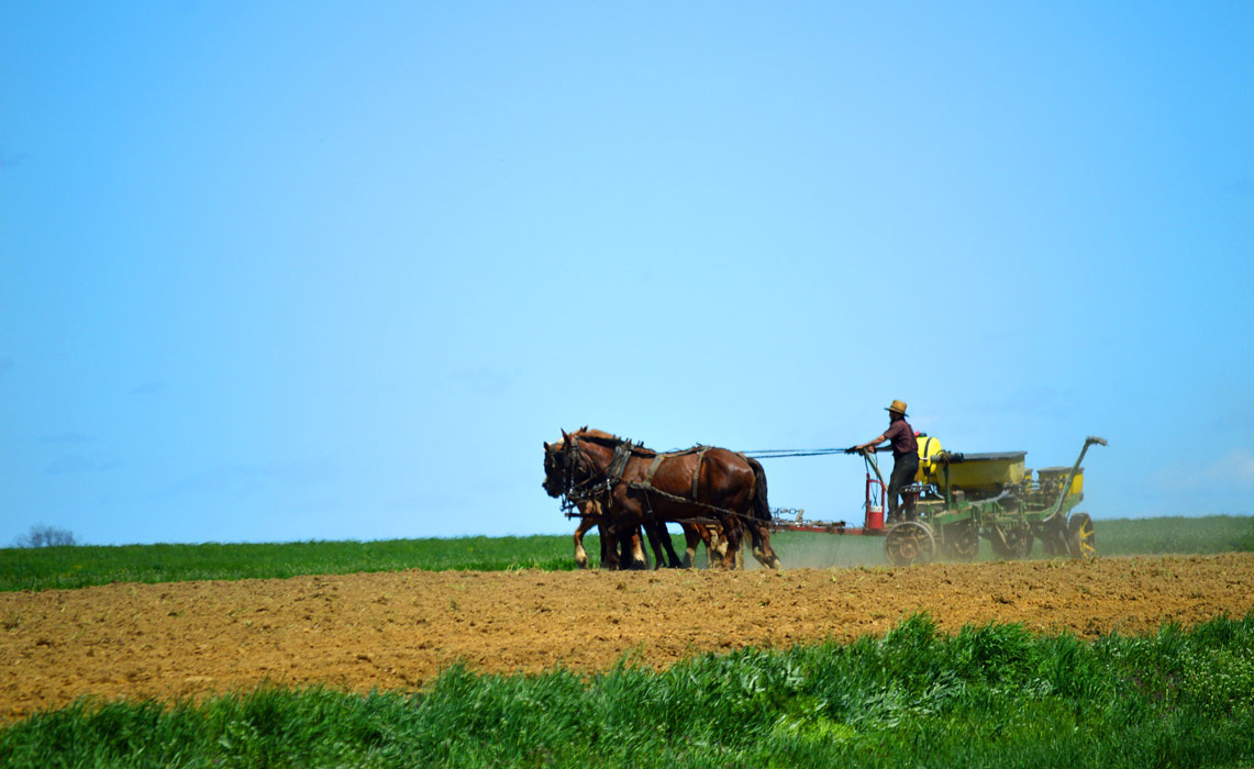 Amish man plowing his field at harvest time