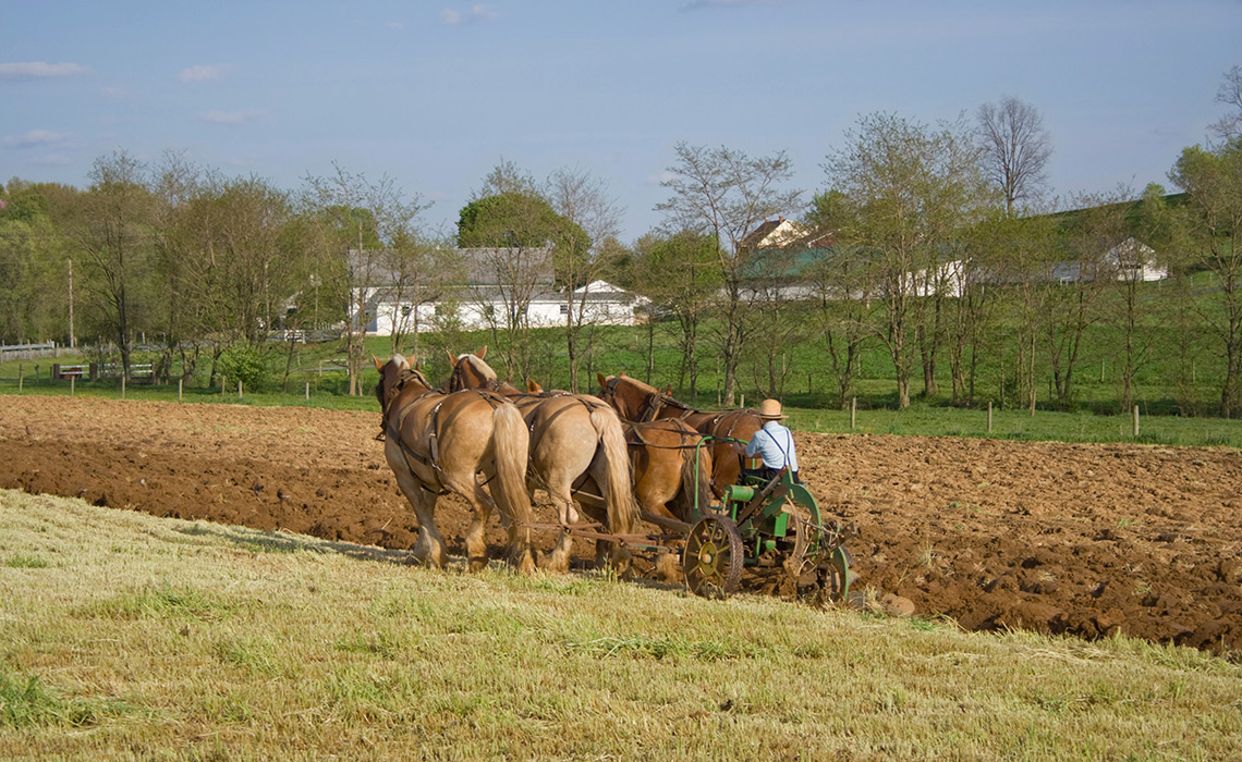 Amish man plowing the fields with horses