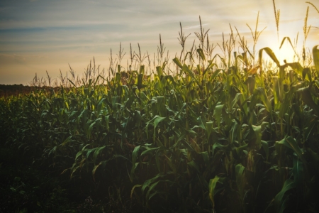 corn field with setting sun in the background