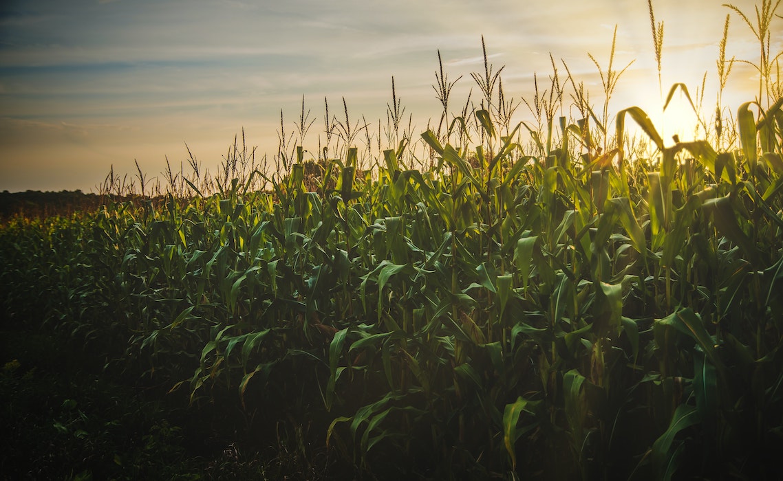 corn field with setting sun in the background 