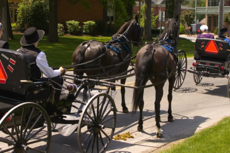 Amish in courting buggies