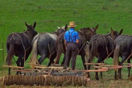 Amish farmer working a field with a team of mules in Lancaster County