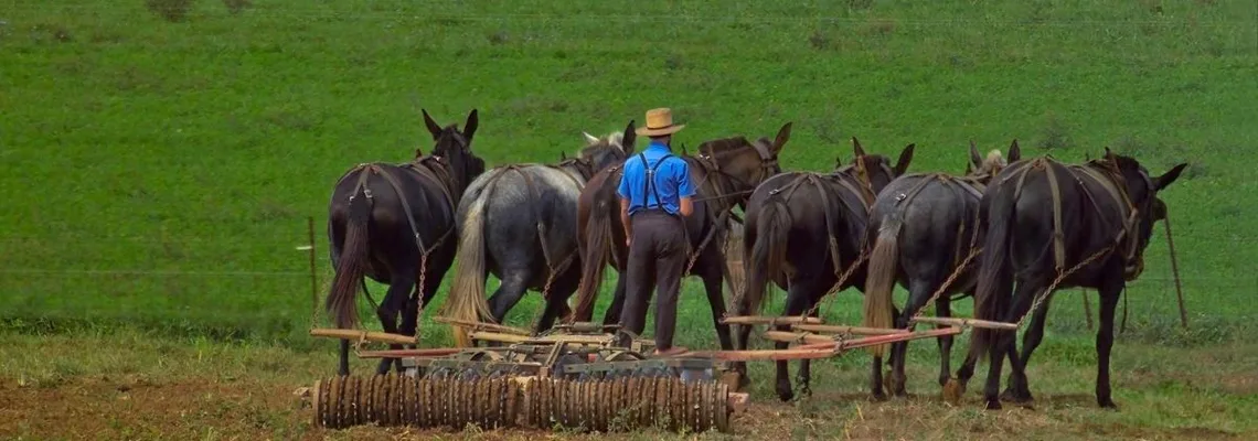 Amish farmer working a field with a team of mules in Lancaster County